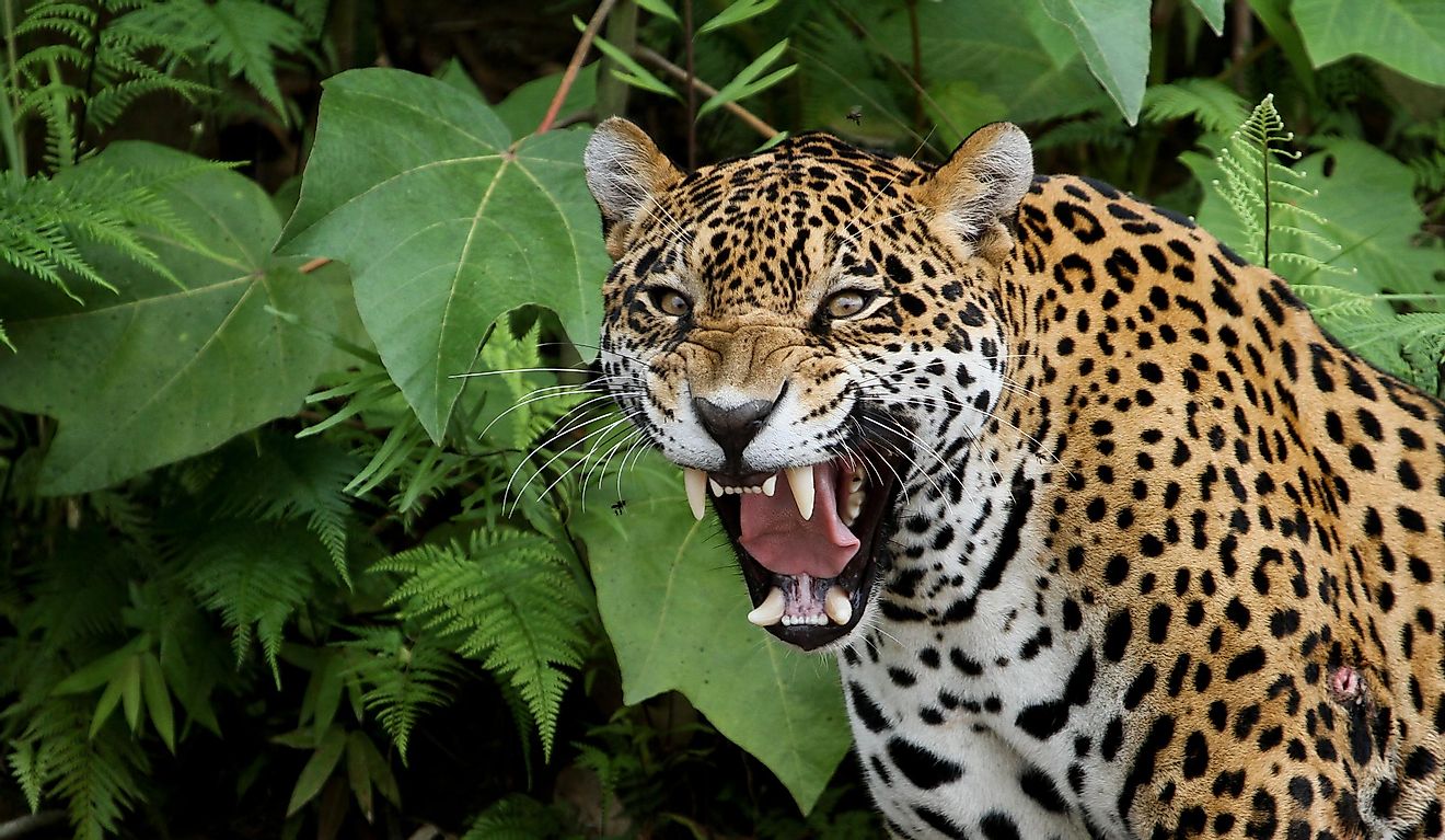 A jaguar in the Amazon forest. Image credit: Adalbert Dragon/Shutterstock