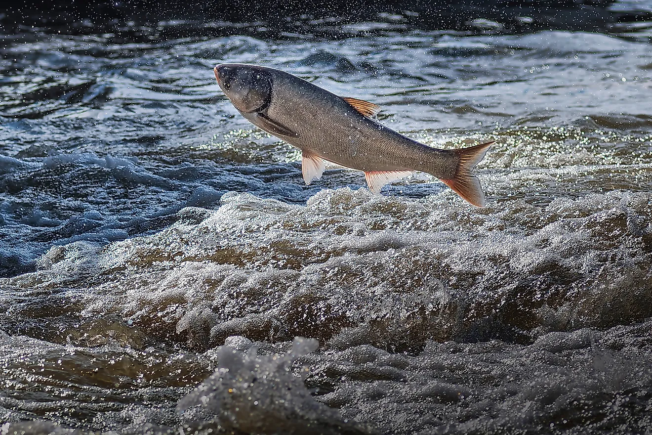 Invasive asian carp jumping out of water. 