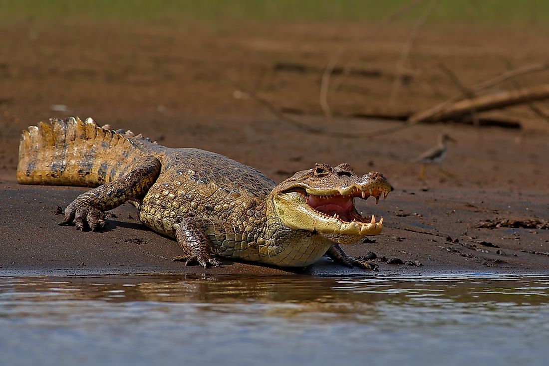 Crocodiles are semiaquatic reptiles that live in freshwater or saltwater habitats. 