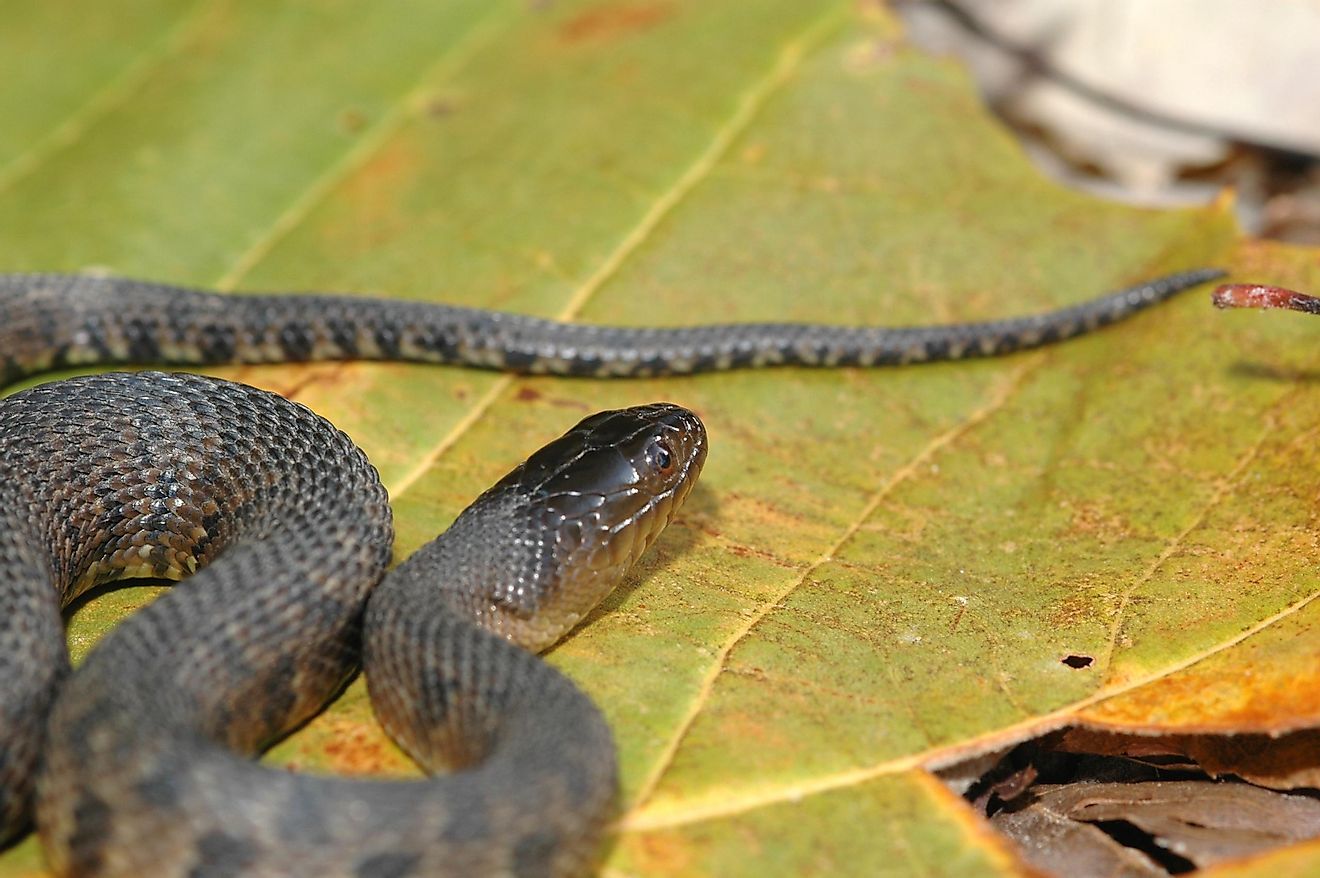 The Mississippi green water snake.