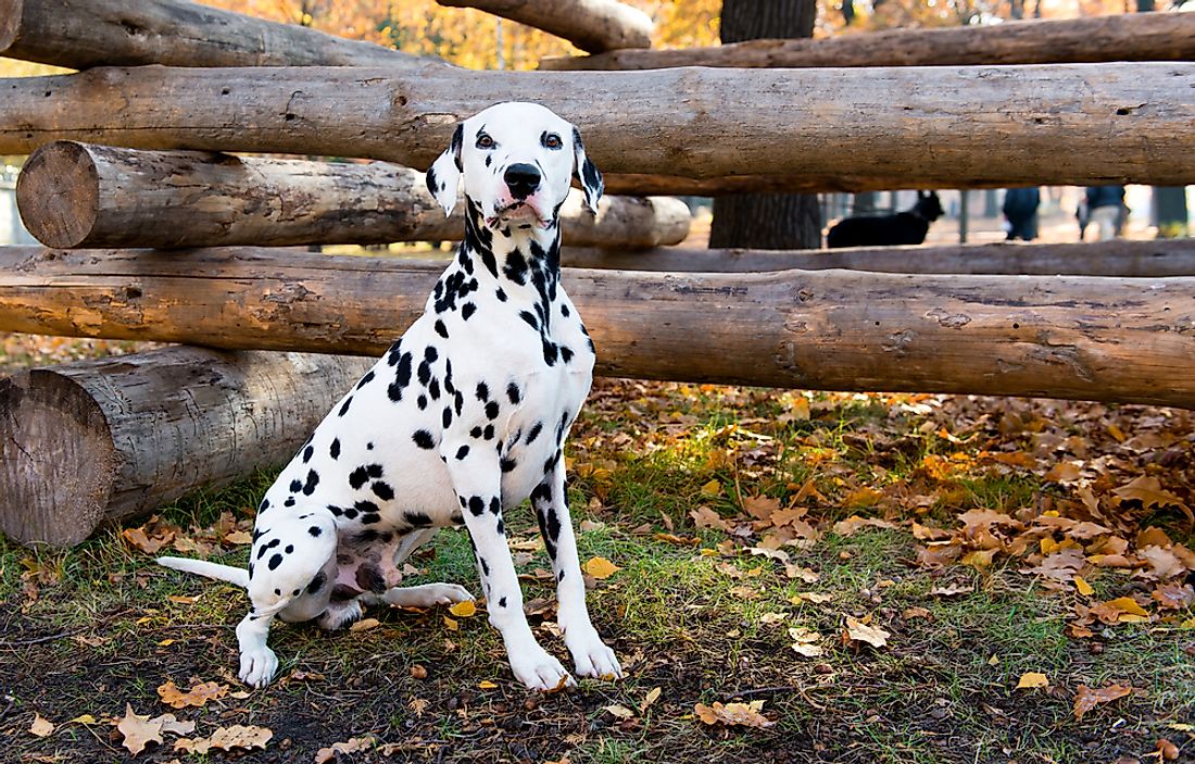 Why has the Dalmatian breed been so long associated with fire stations? 