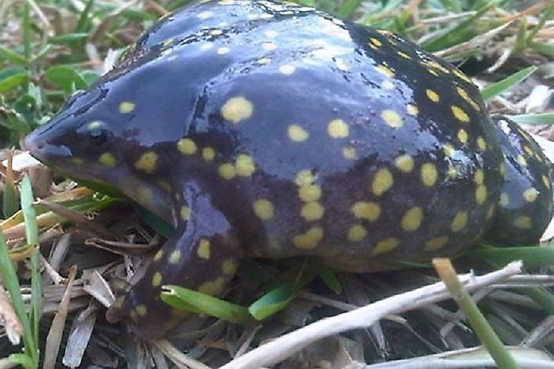 A Spotted Snout-Burrower, a vulnerable frog species, on the South African savanna.