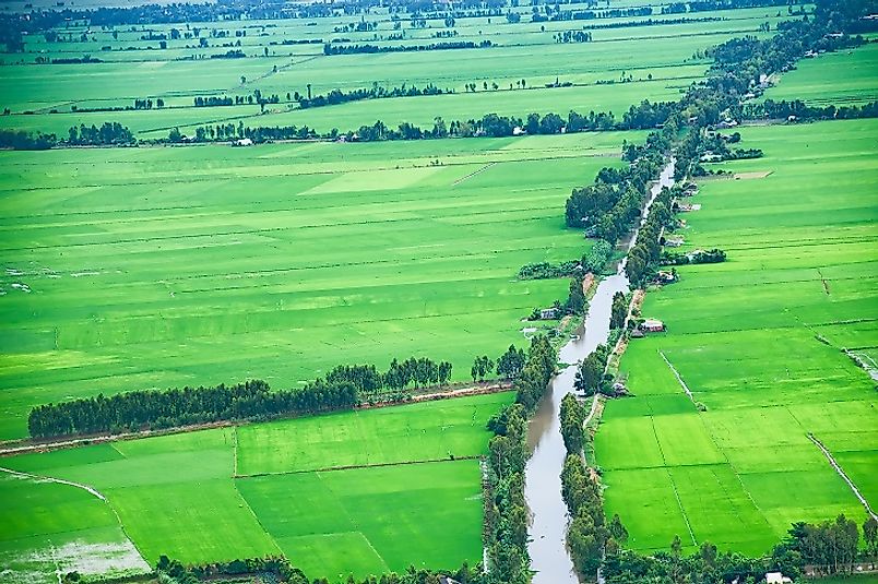 Rich lands along the Mekong River yield high outputs of rice near Long Xuyen, Vietnam.