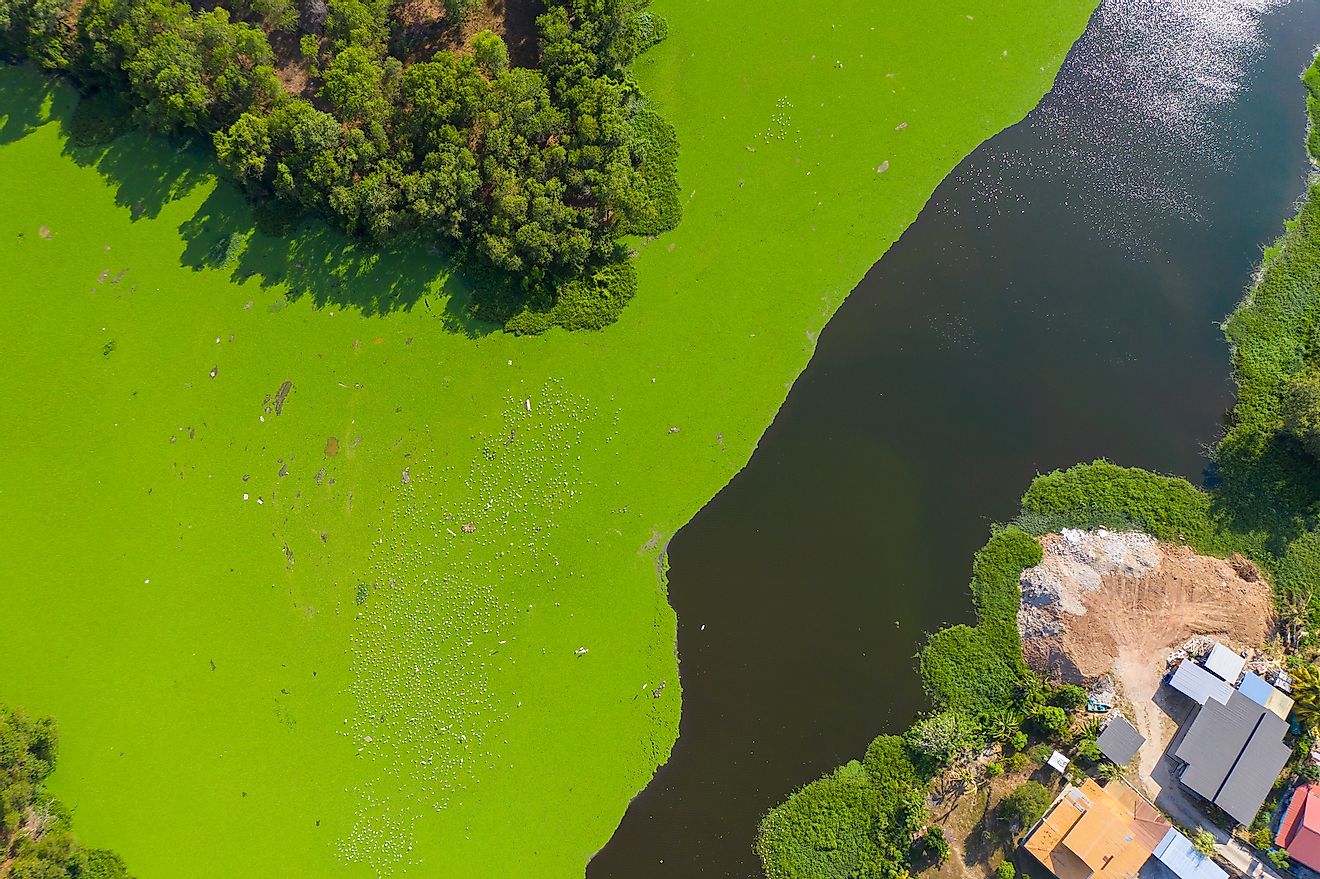 Eutrophication of a natural water body due to algal blooms. Image credit: Alen Thien/Shutterstock.com. 