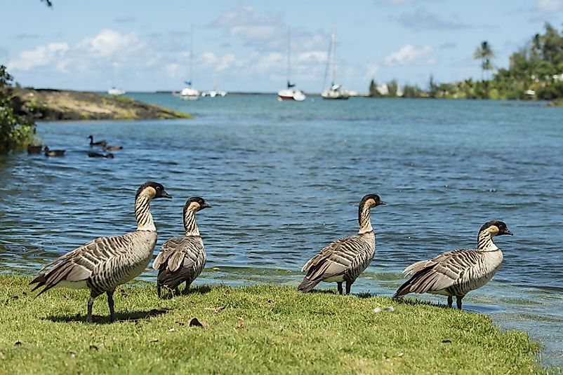 Hawaiian Geese (a.k.a. Nenes) stand upon the shore. They are but one of many threatened species endemic to the "Extinction Capital of the World".