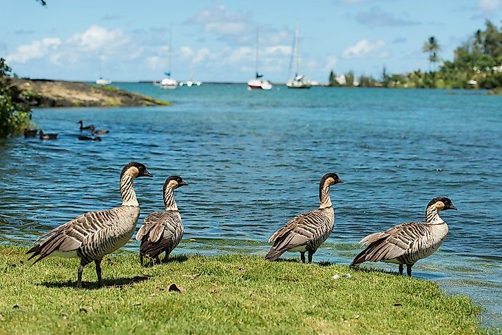 Hawaiian Geese (a.k.a. Nenes) stand upon the shore. They are but one of many threatened species endemic to the "Extinction Capital of the World".