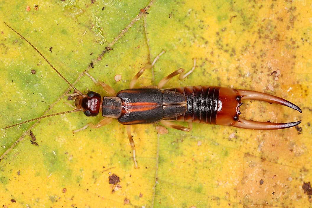 More than 1,000 species of earwigs have been identified.