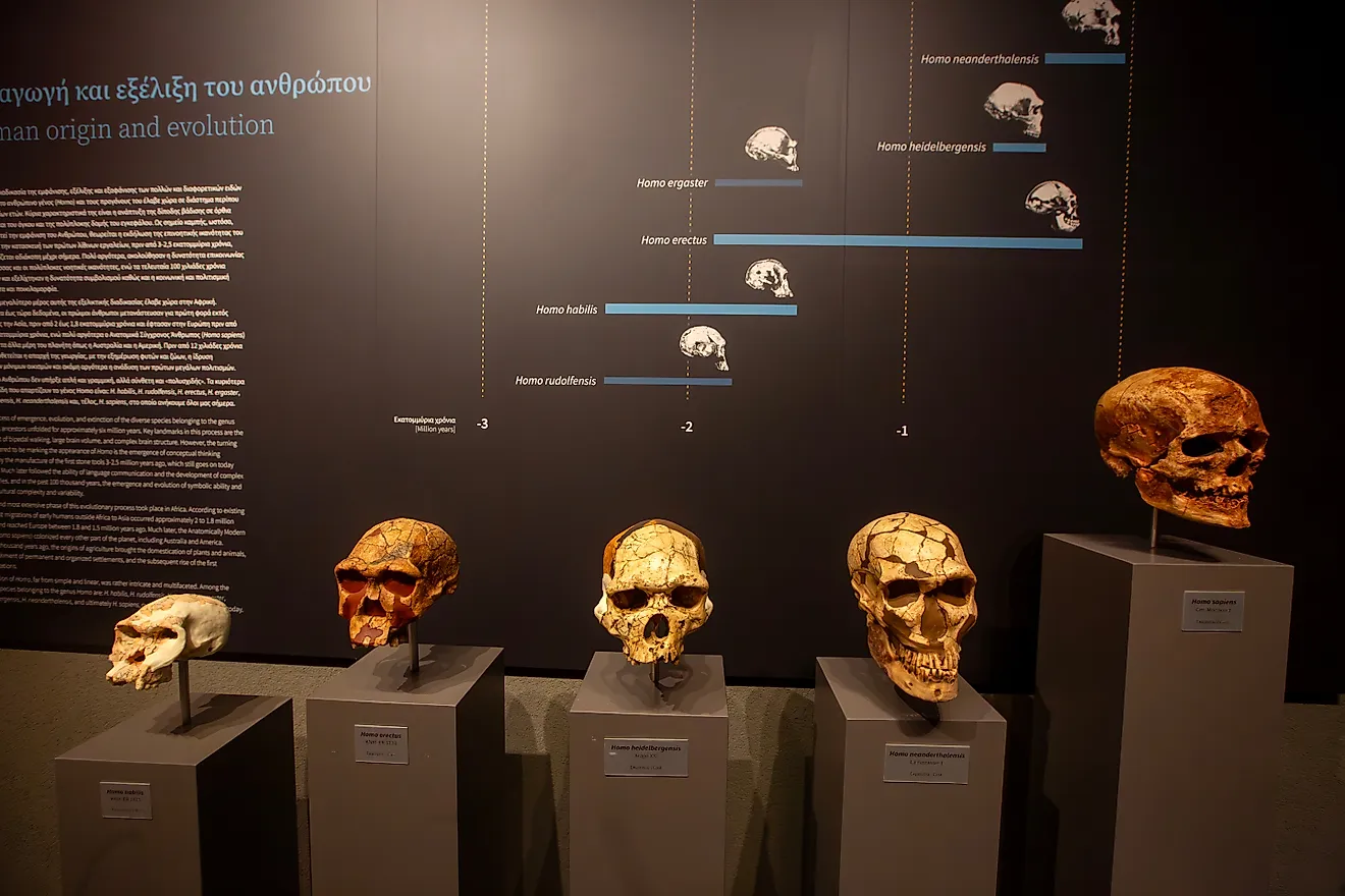 The evolutionary process led to modern humans. Editorial credit: Esin Deniz / Shutterstock.com