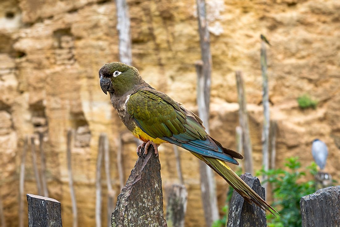 A kakapo bird. 