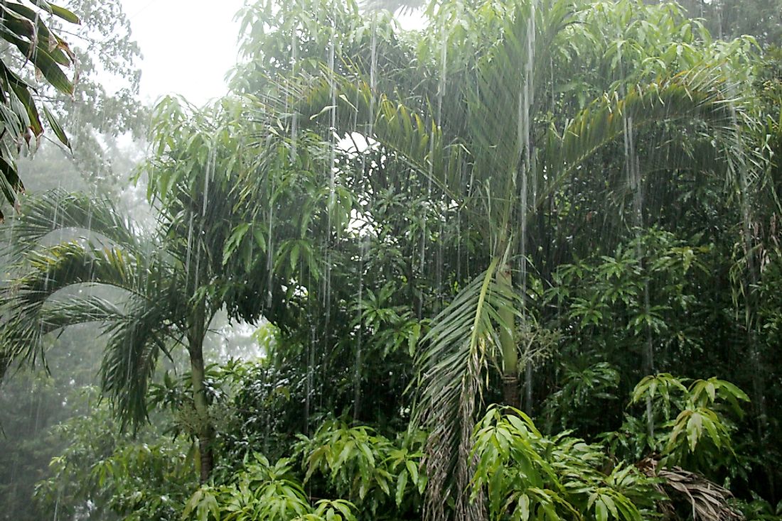 Rain in the Cambodian jungle. 