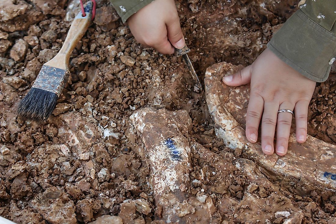 A paleontologist studies fossils. 