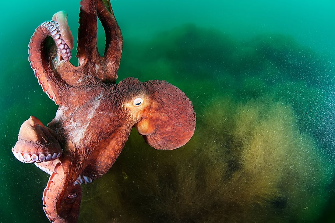 A giant Pacific octopus. 