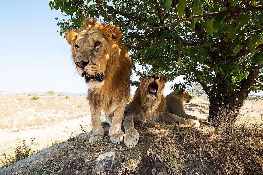Lions can be found in Burkina Faso. 
