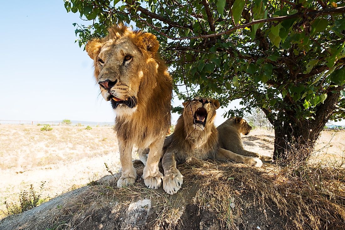 Lions can be found in Burkina Faso.