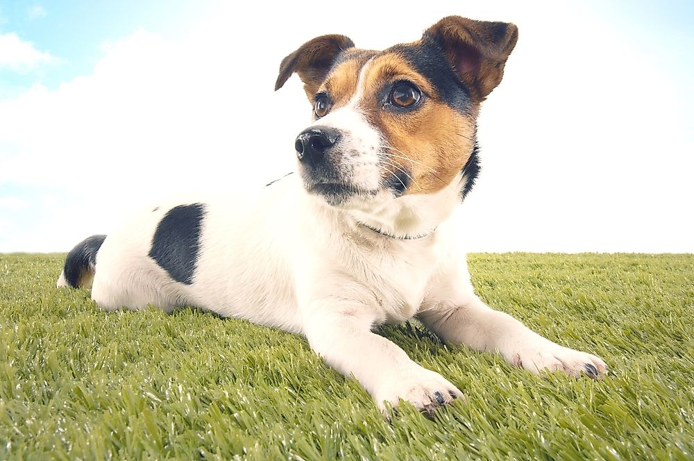 A jack russel terrier. 