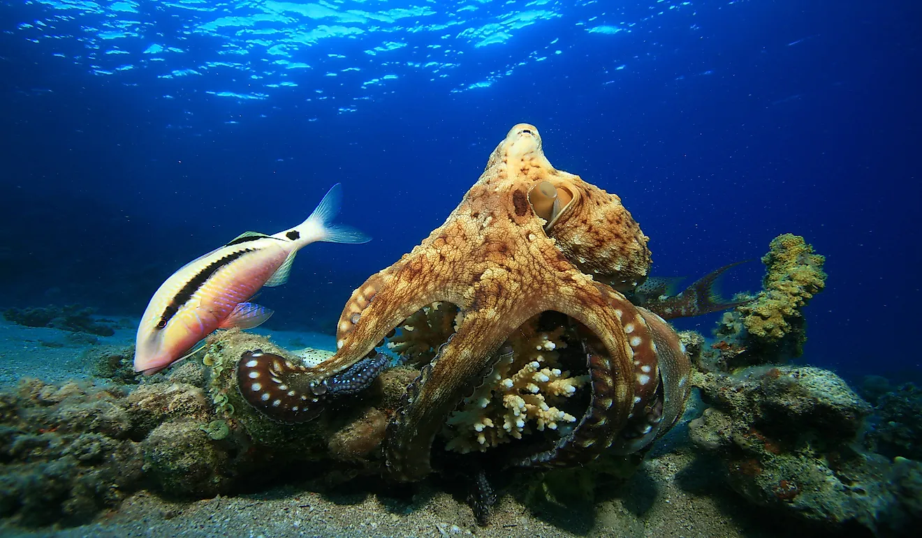 An octopus hunting its prey.