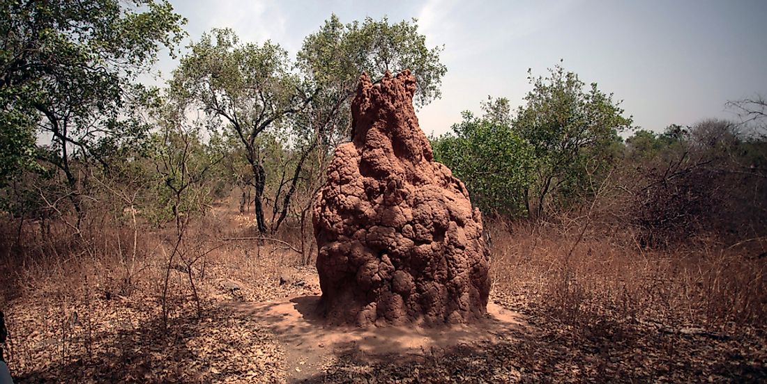 Large termite mound in the African savanna. 