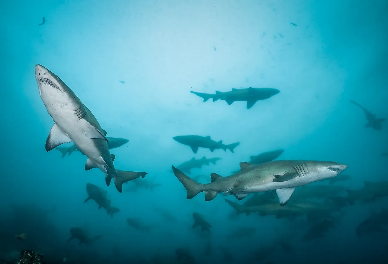 Sand tiger sharks swimming through open water.