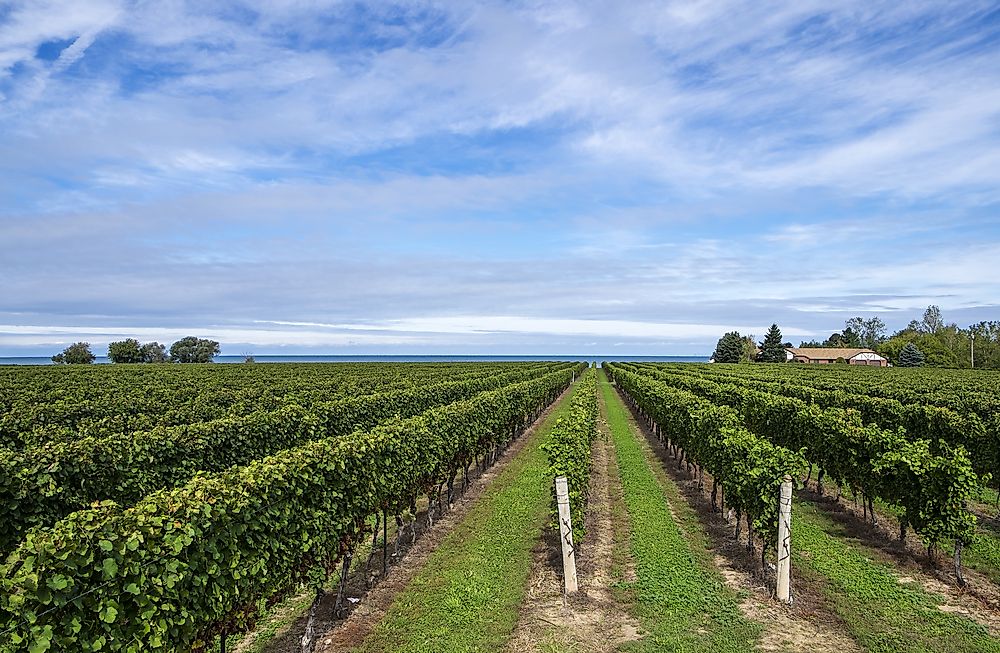A vineyard in Niagara-on-the-Lake, Ontario.