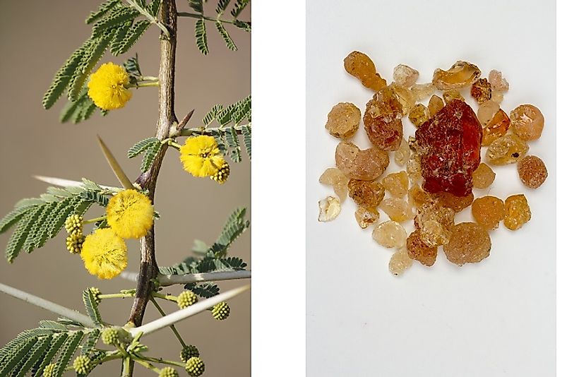 Arabic Gum secretions from the Acacia tree (left) and Arabic Gum