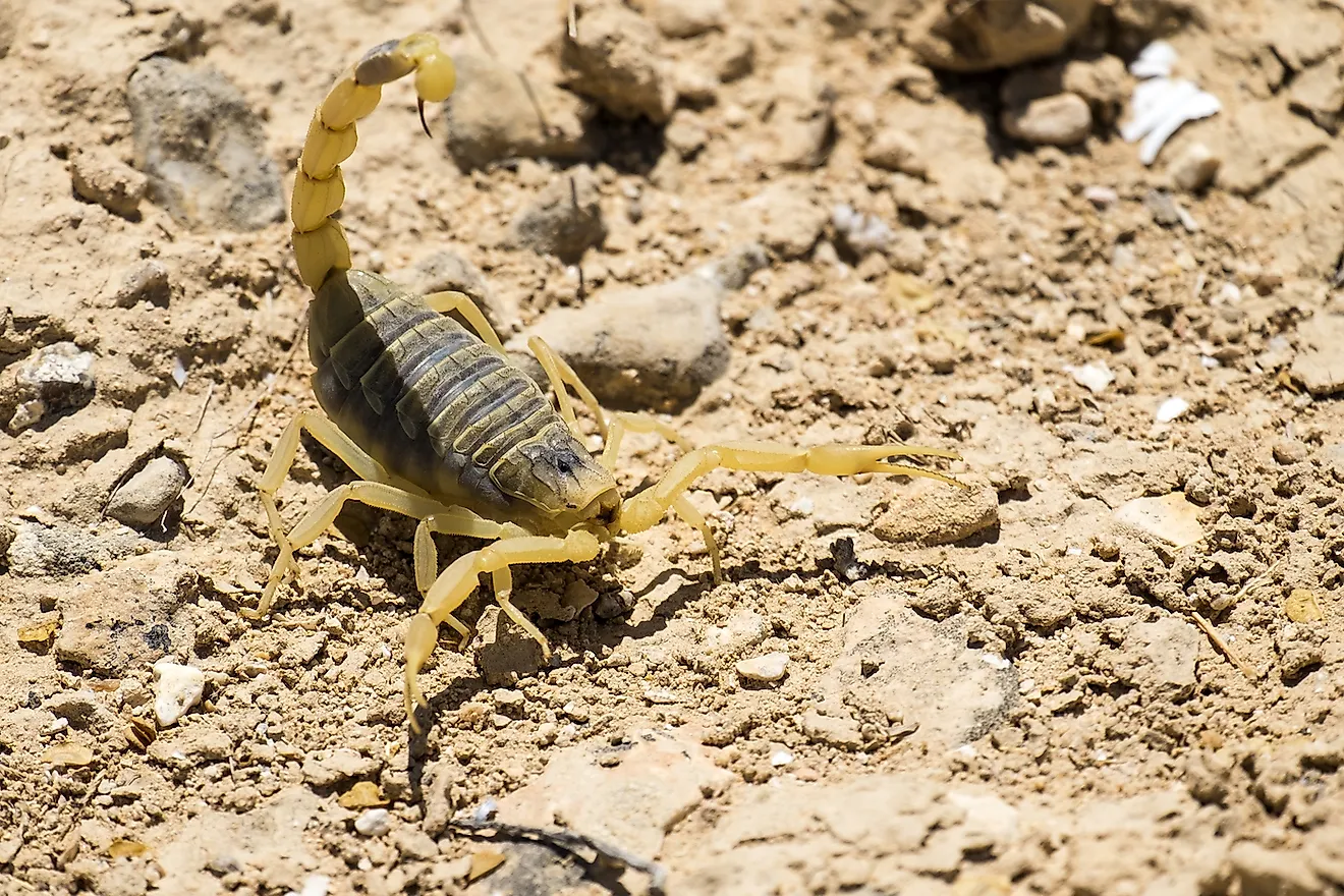 sahara desert animals and plants