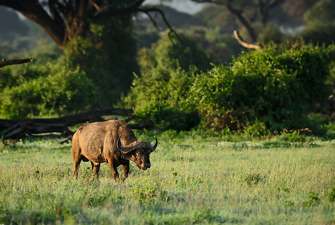 An African buffalo. 