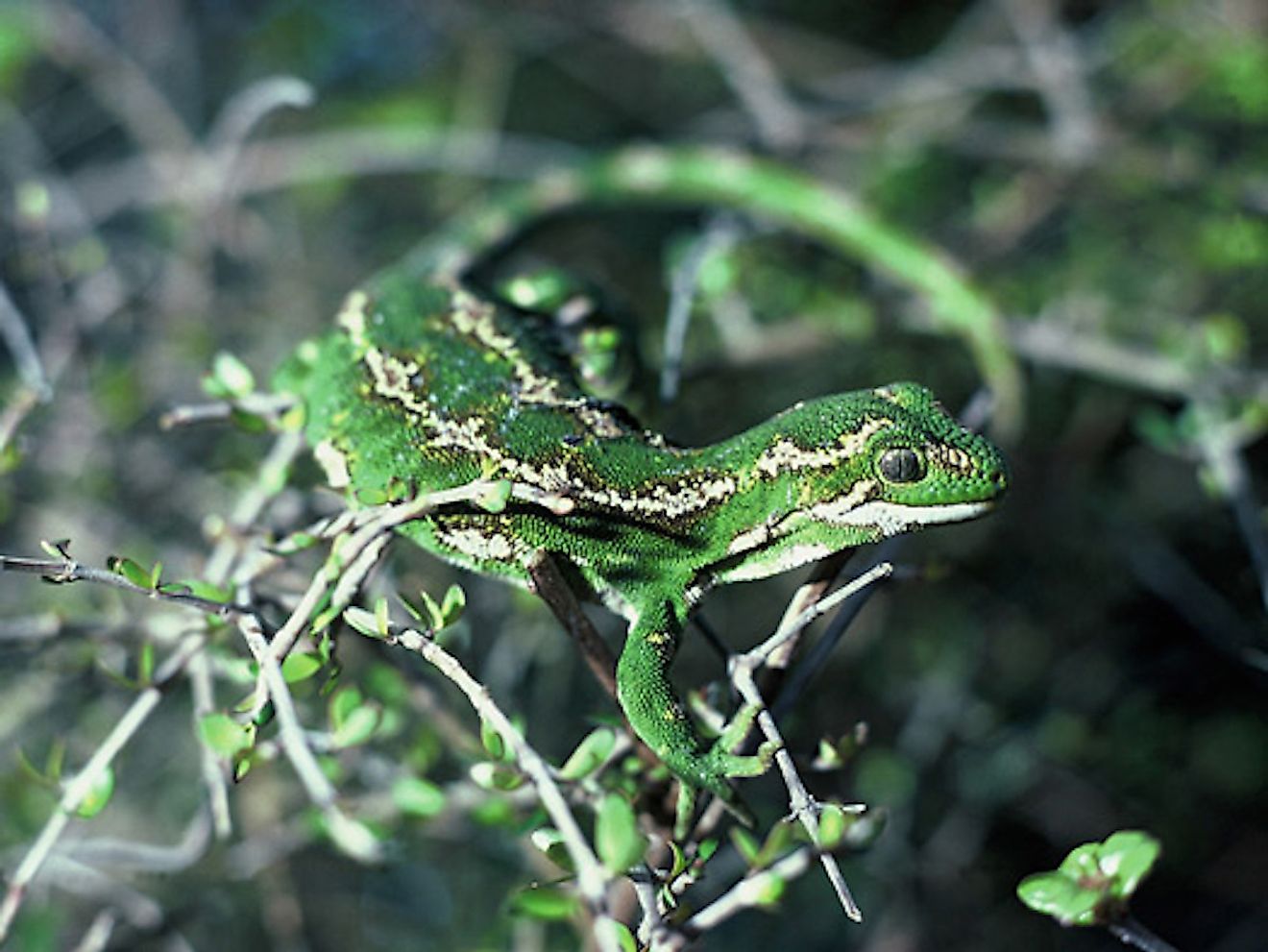 Jewelled Gecko. Image credit: Rod Morris/Shutterstock.com