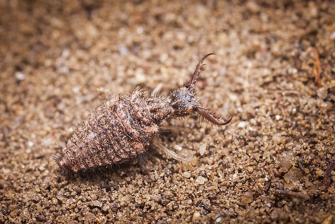 Ant lion larva.