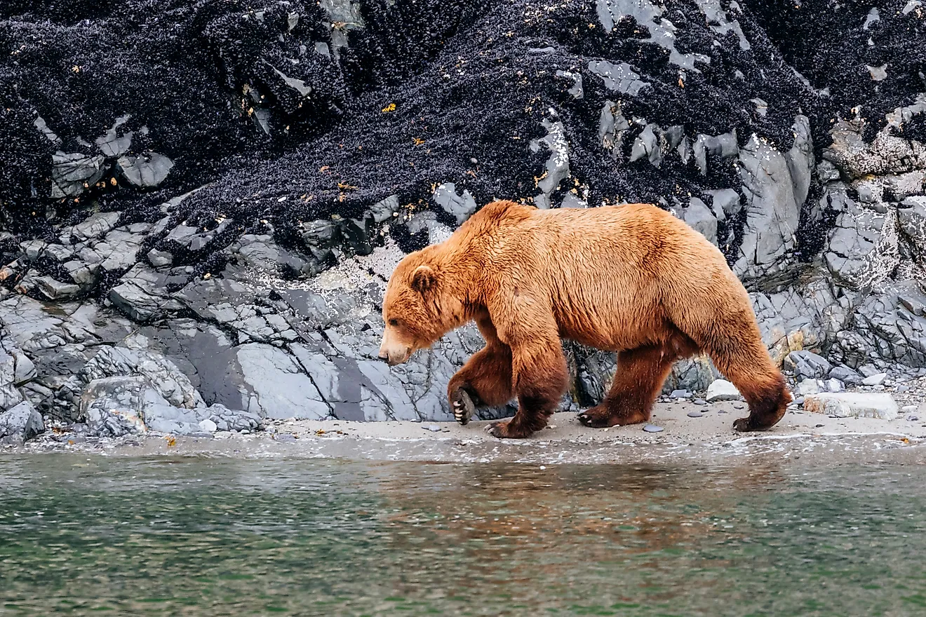 A brown bear (Ursus arctos) walking along the shore of Glacier Bay National Park in southeast Alaska