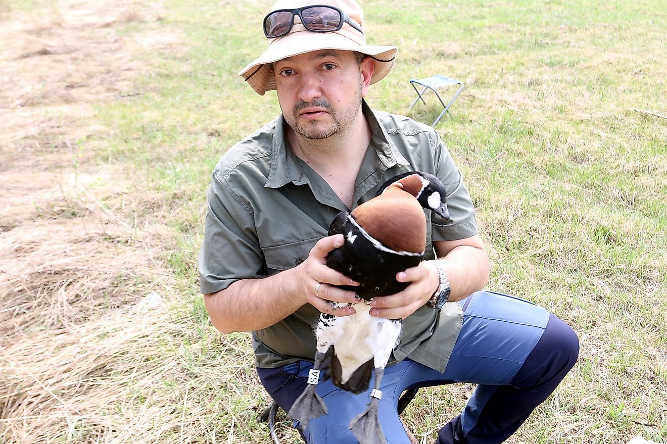 Dr. Nikolai "Nicky" Petkov and the red-breasted goose.