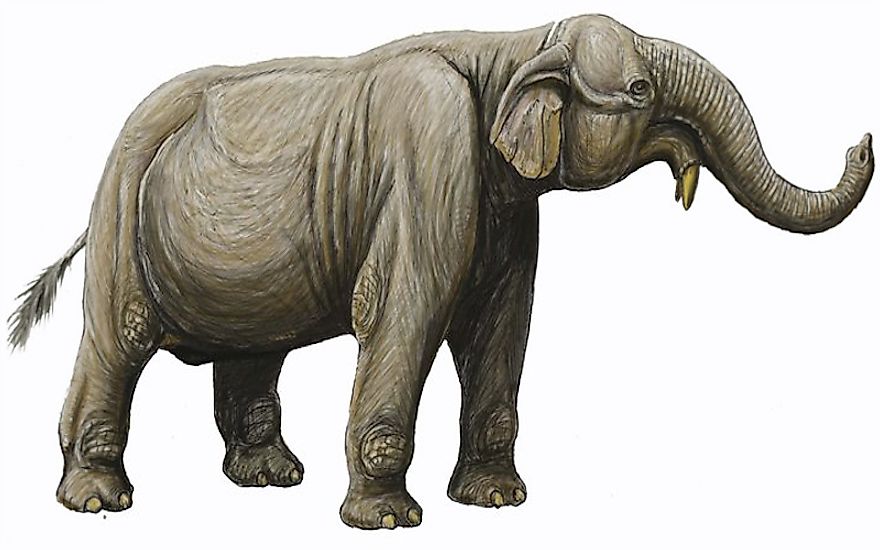 Deinotherium - The Terrible Beast - Facts and Information about the prehistoric giant elephant