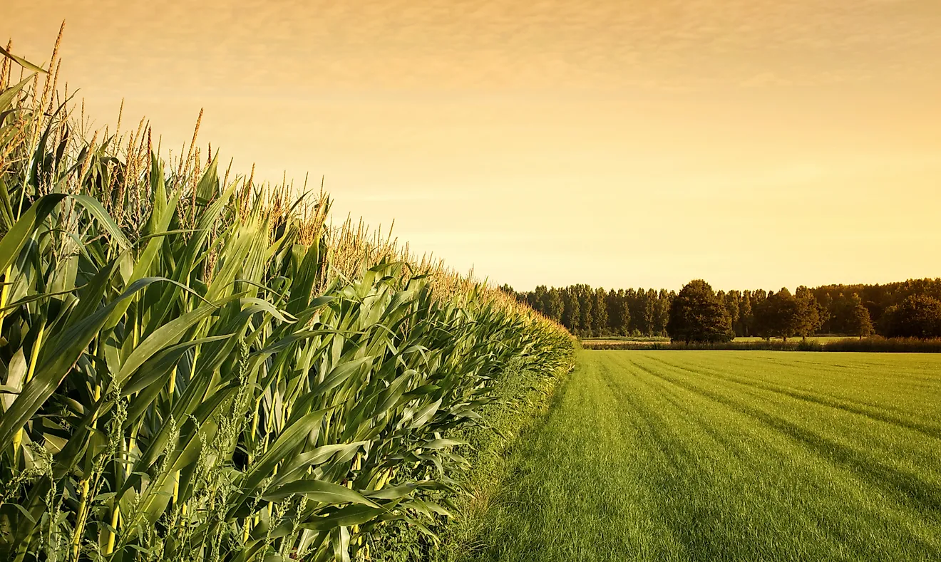 Corn is the largest agricultural crop in the United States, which produces roughly 350 million tons of the plant per year.