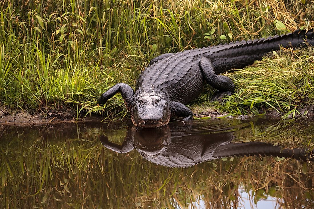 An American alligator in Florida. 