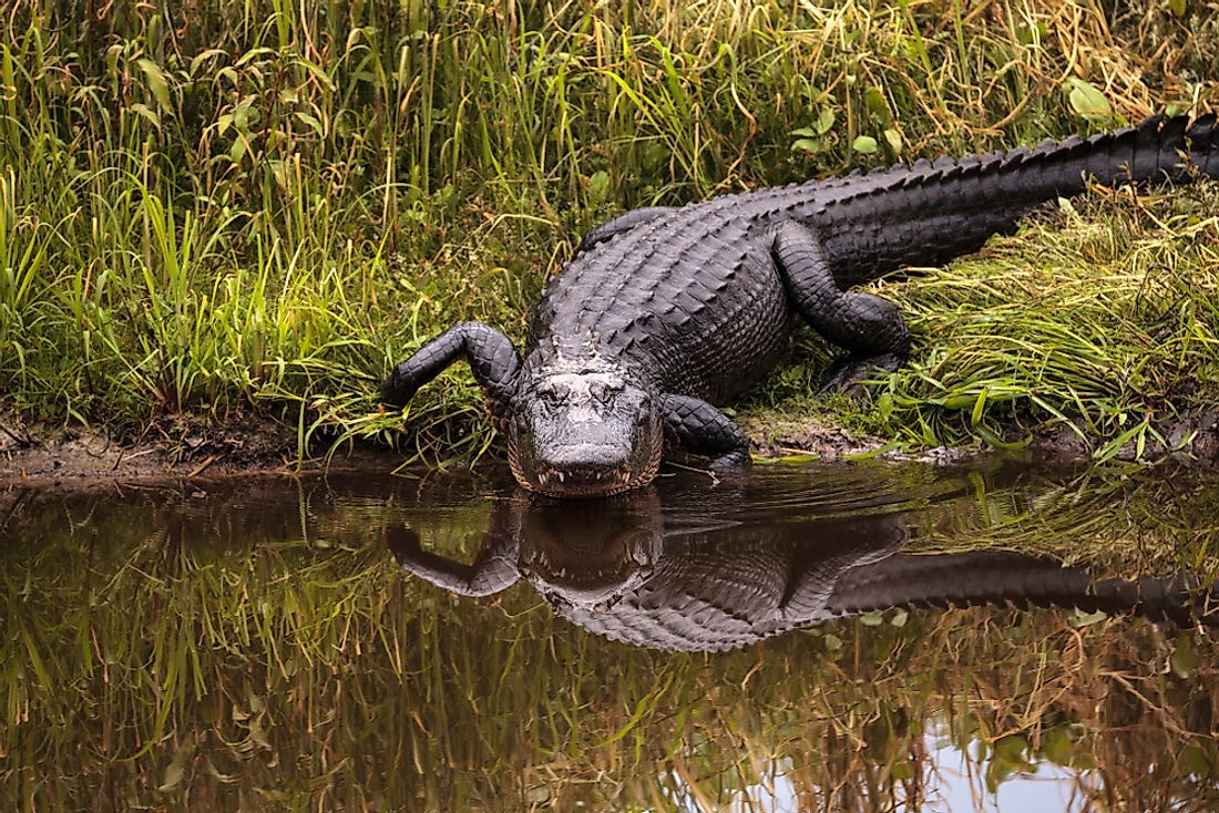 American Alligator Habitat Map