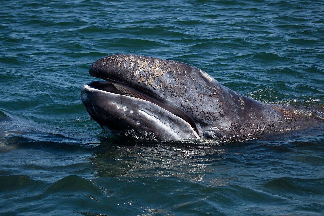 Young Grey whale 