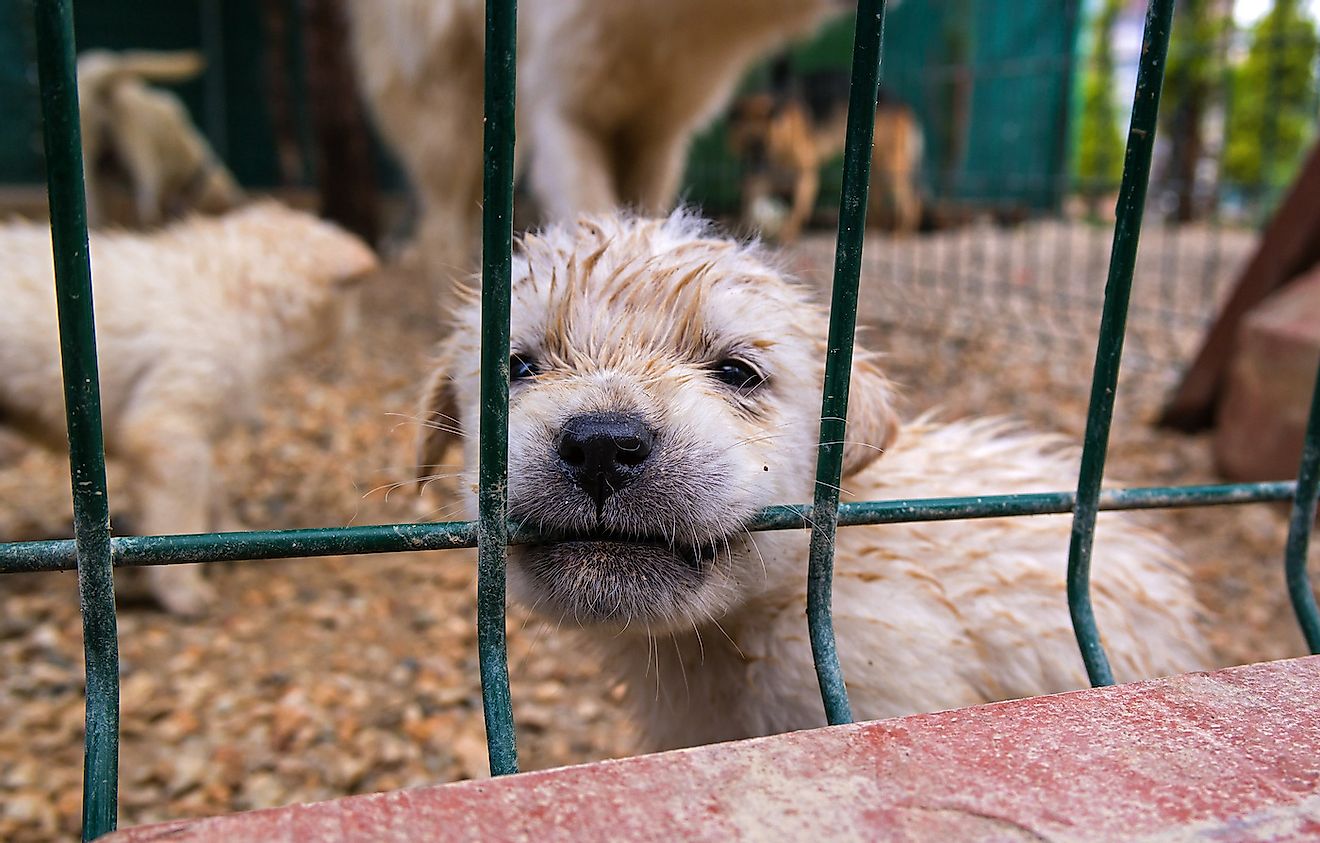 Encaged puppies in a puppy mill. Image credit: Oleg Proskurin/Shutterstock.com