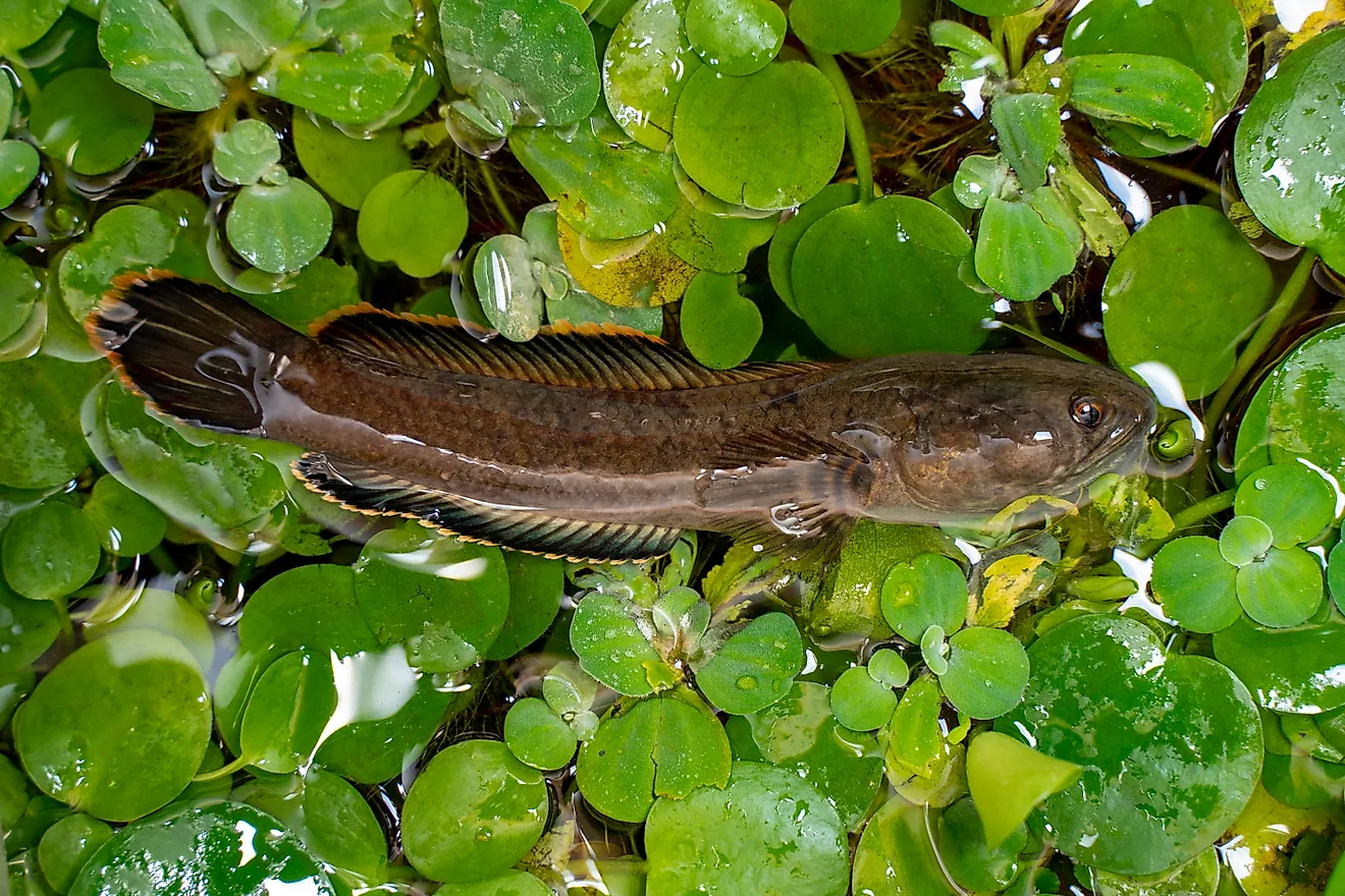 Snakehead fish swimming around water plants, 