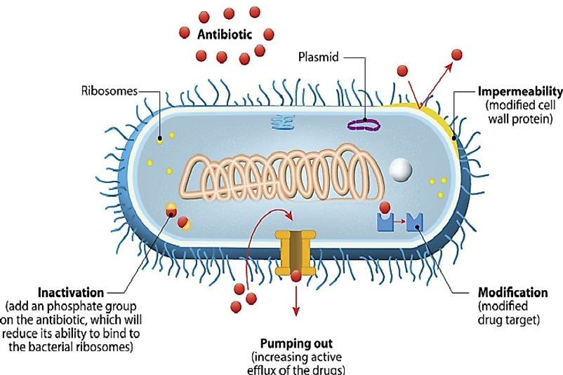 Illustration of antimicrobial resistance mechanism, as microbes adapt to stand resilient against the effects of the drugs and other agents meant to destroy them.