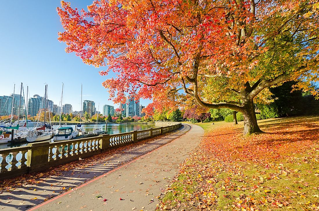 Fall foliage in Stanley Park. 