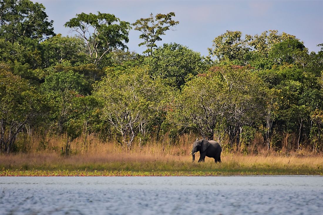 The Miombo woodland is home to dambos. 