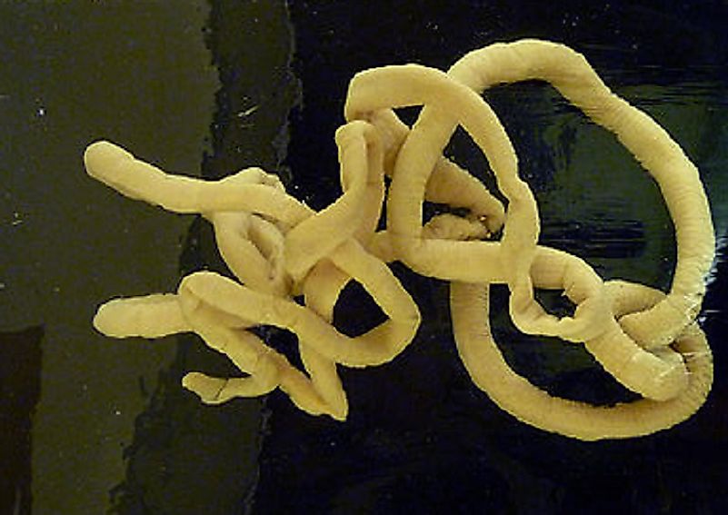 The toxic Bootlace Worm has been reported to reach lengths of up to 180 feet.