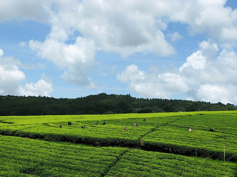 Tea plants in Malawi. 