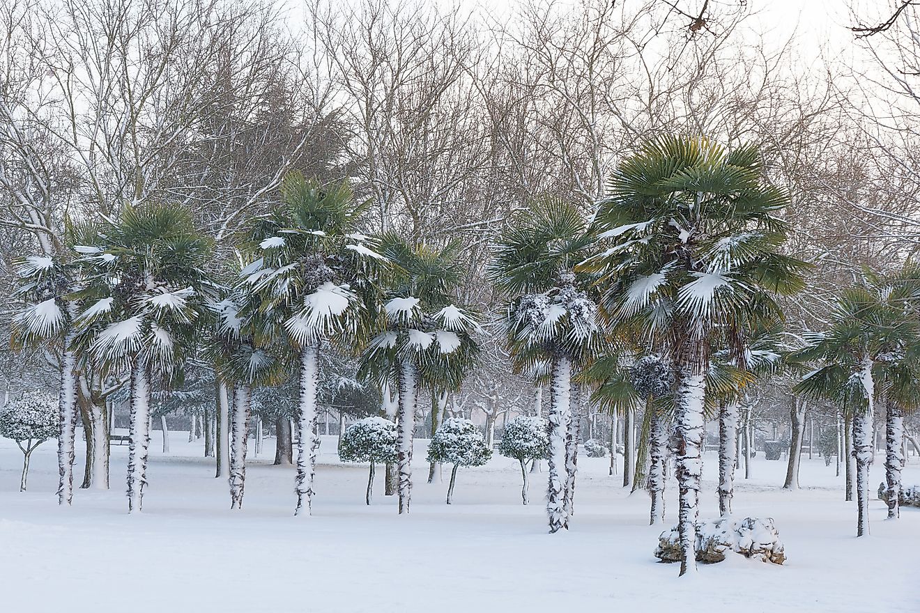 Windmill Palm