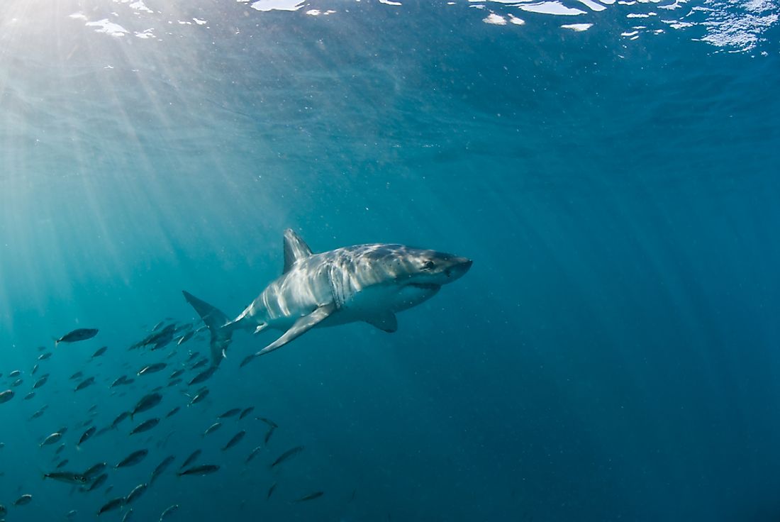 The IUCN Red List classifies the great white shark as vulnerable.