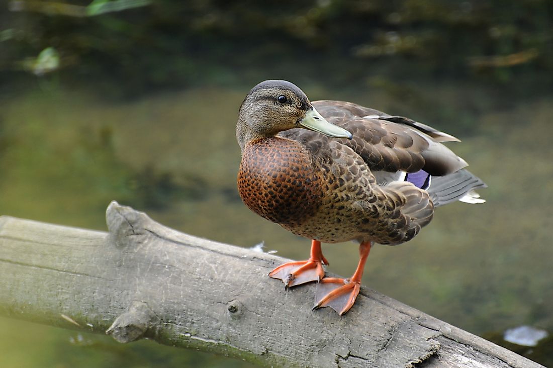 Webbed feet allow animals to propel themselves through water and walk on unstable surfaces. 