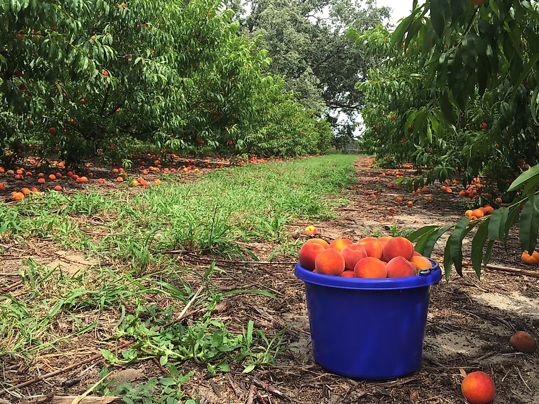 A peach orchard in Florida. 