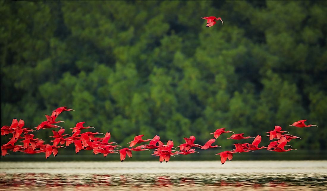 Flock of Scarlet Ibis flying in Caroni, Trinidad.
