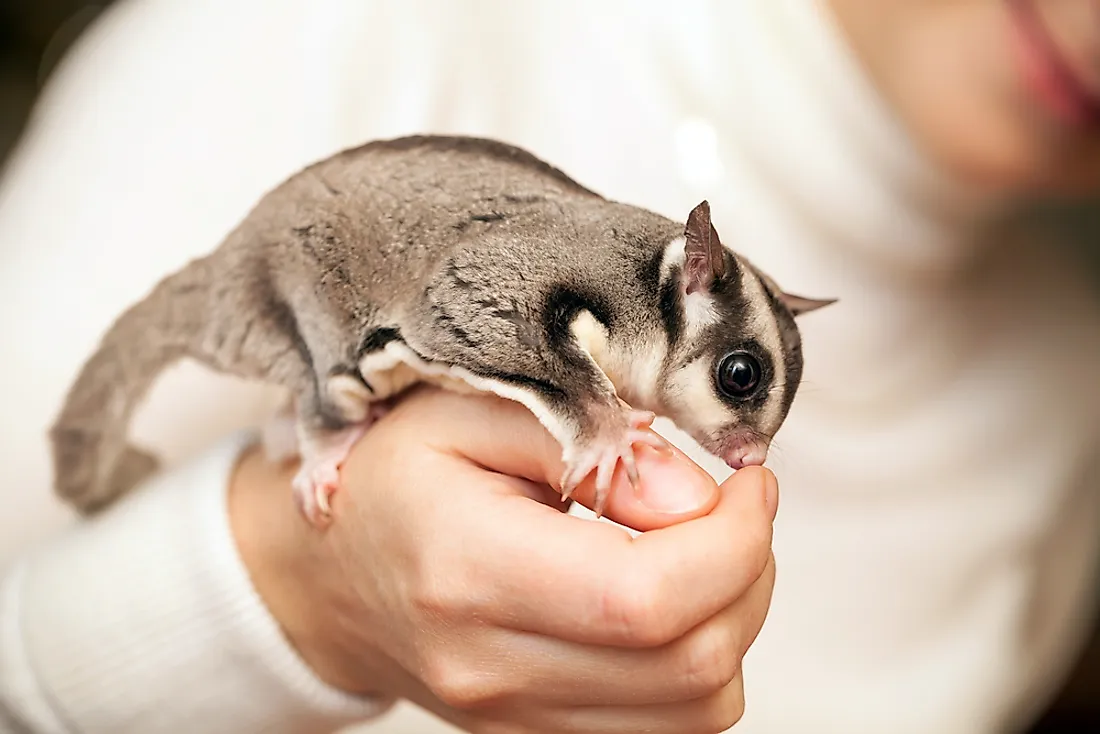 A gray sugar glider. 