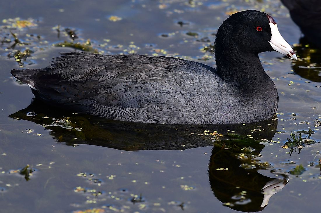 An American coot. 