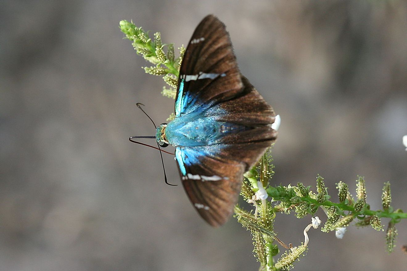 Two-barred flasher (Astraptes fulgerator). Rio Grande Valley, Texas, USA. Image credit: Anne Toal from US/Wikimedia.org